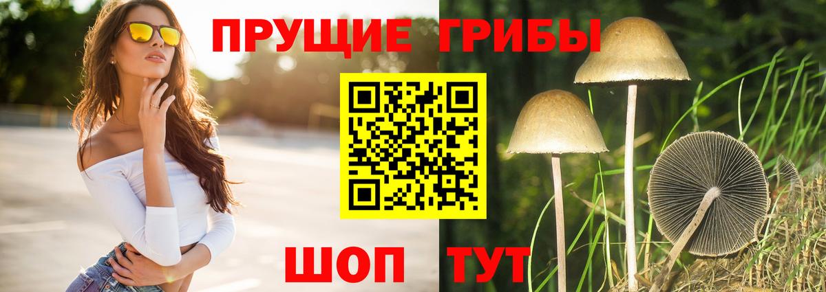 Псилоцибиновые грибы GOLDEN TEACHER Кострома
